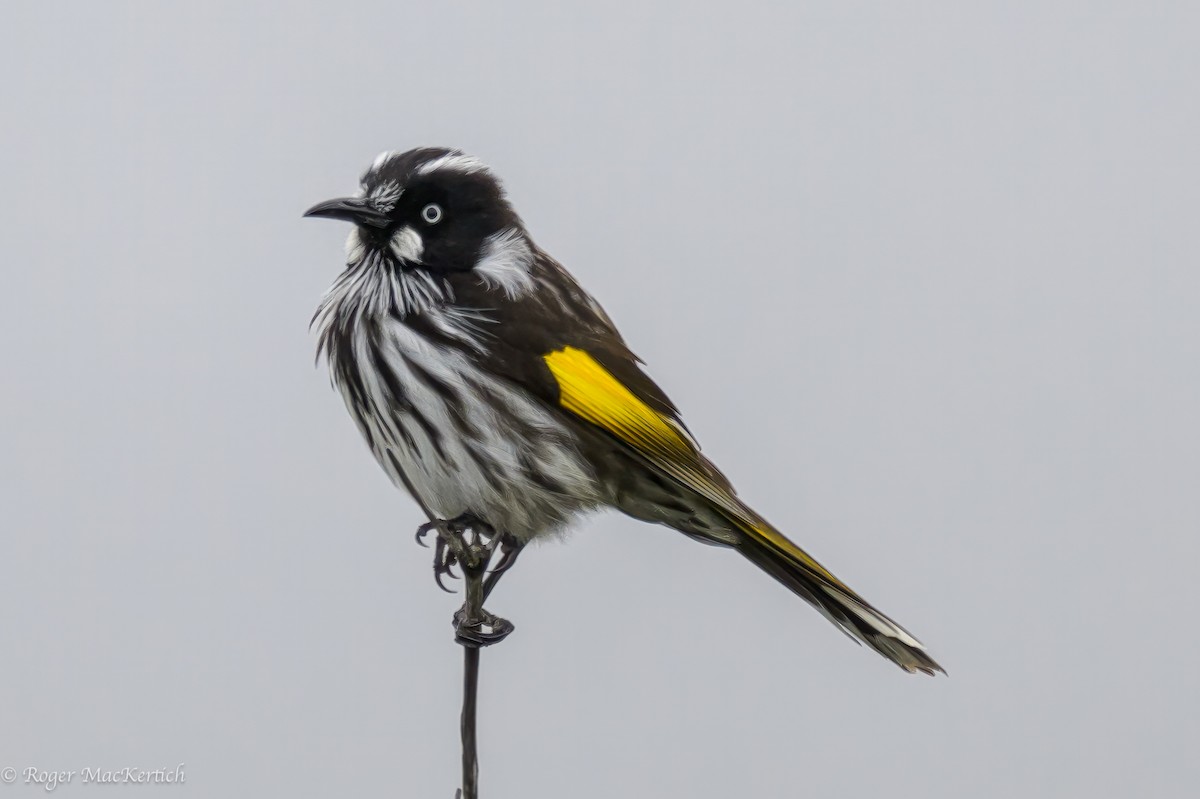 New Holland Honeyeater - ML614326823