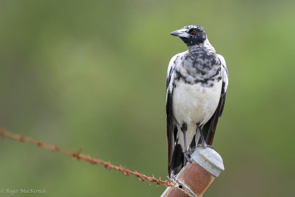 Australian Magpie - ML614326836