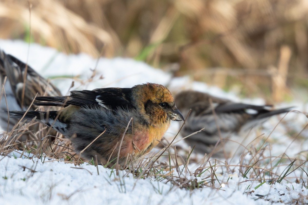 White-winged Crossbill - ML614326947