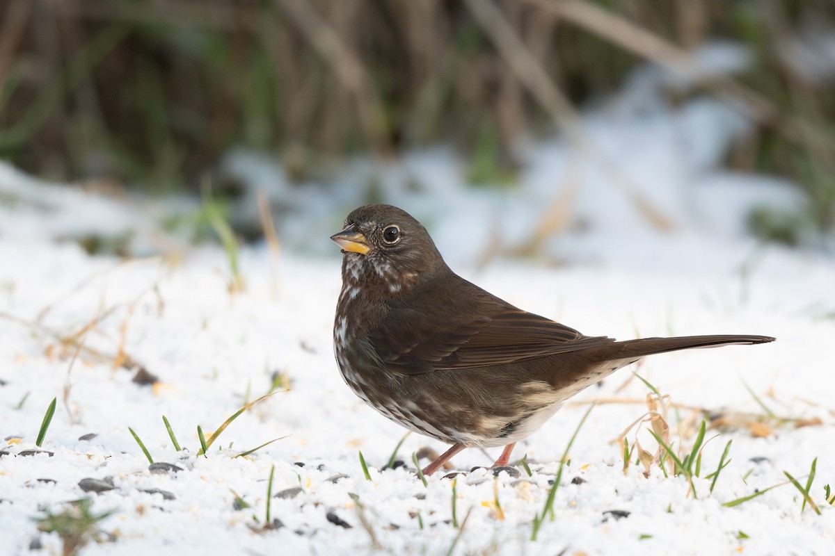 Fox Sparrow - ML614326948