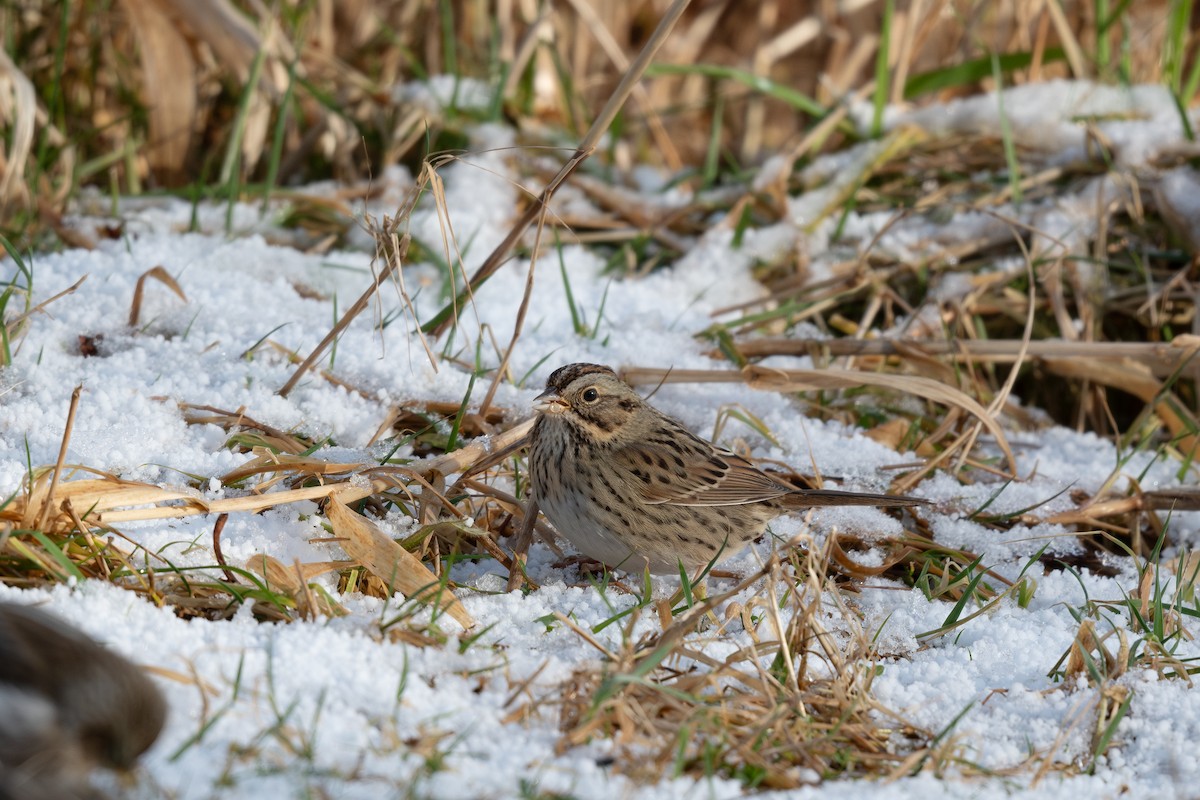 Lincoln's Sparrow - ML614326951