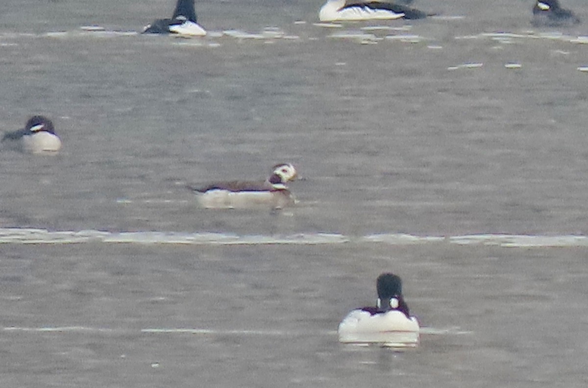 Long-tailed Duck - ML614326956