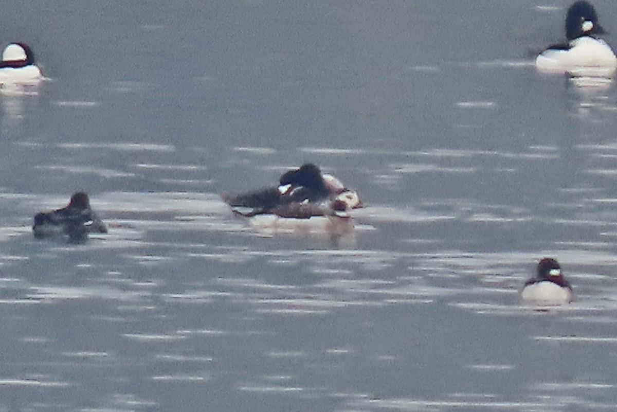 Long-tailed Duck - ML614326957