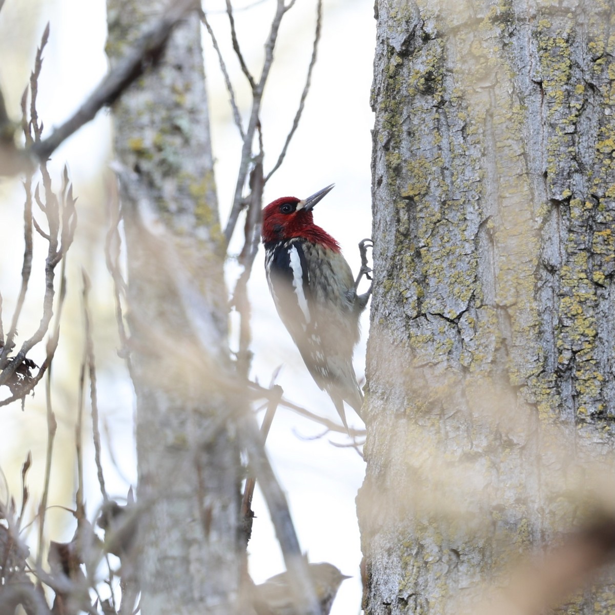 Red-breasted Sapsucker - ML614326993