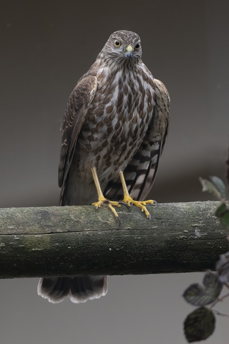 Sharp-shinned Hawk - ML614326997