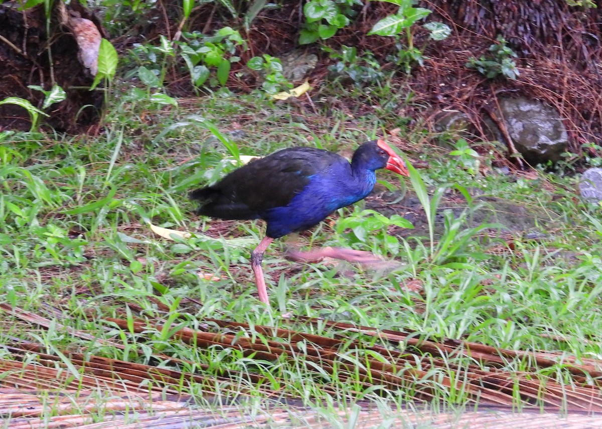 Australasian Swamphen - ML614327015