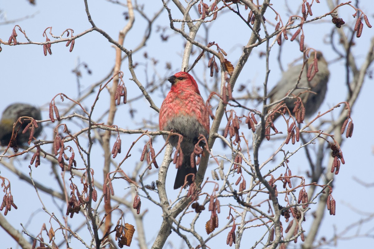 Pine Grosbeak - ML614327025