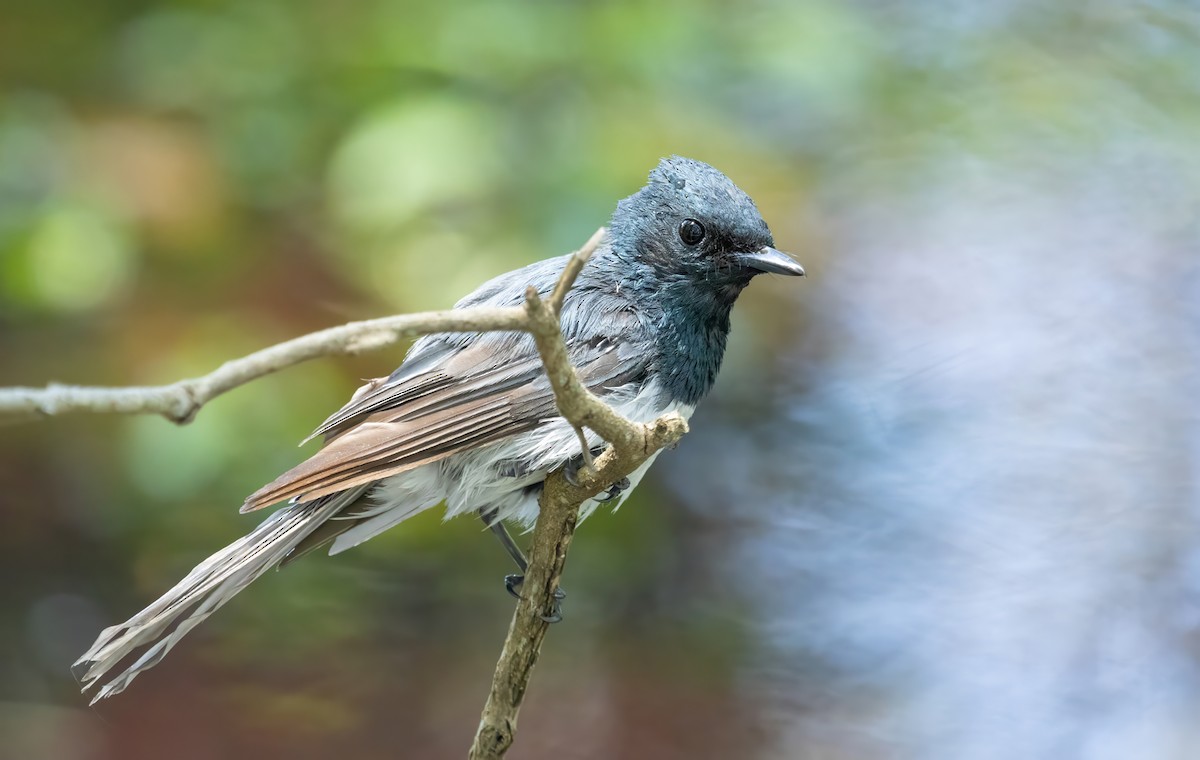 Leaden Flycatcher - ML614327039