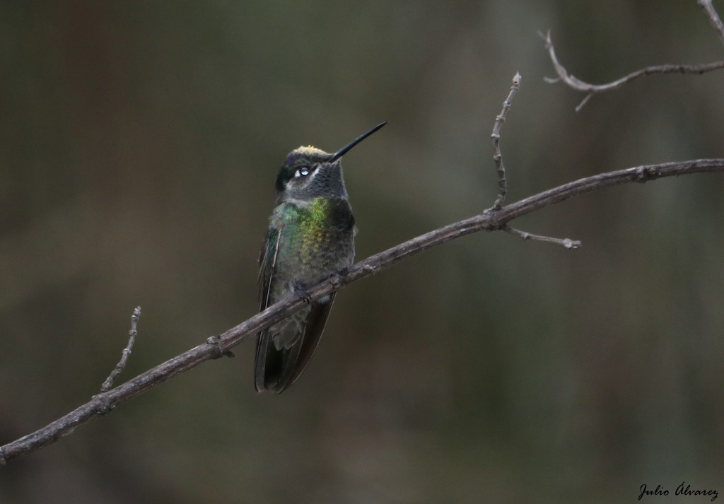 Rivoli's Hummingbird - Julio Alejandro Alvarez Ruiz