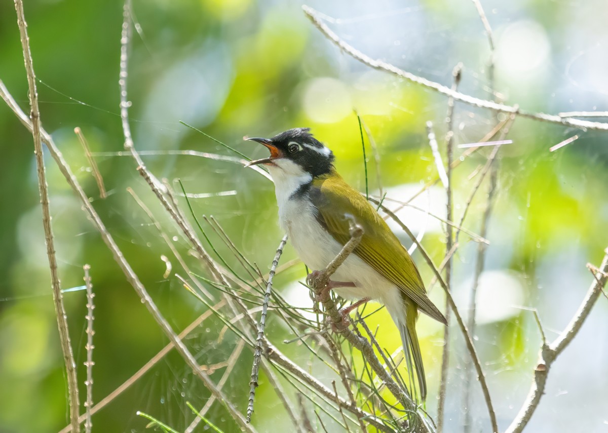 White-throated Honeyeater - ML614327110