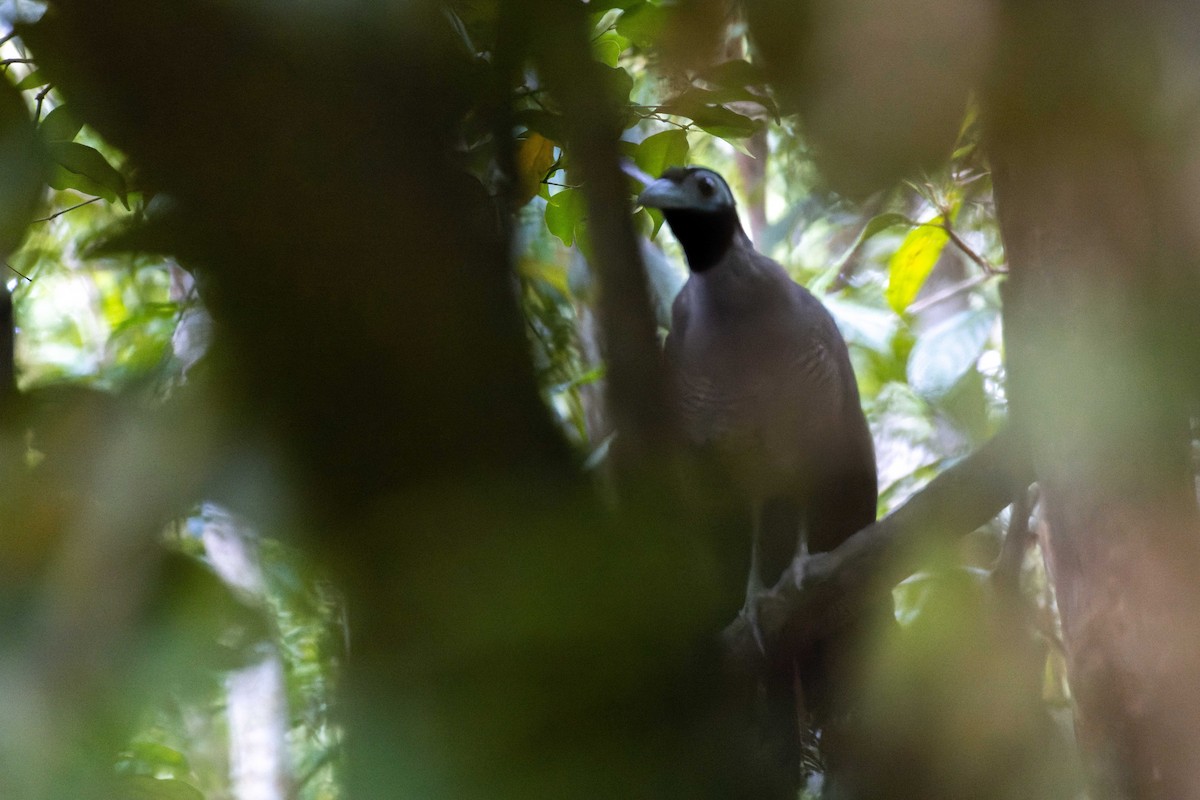 Bornean Ground-Cuckoo - ML614327116