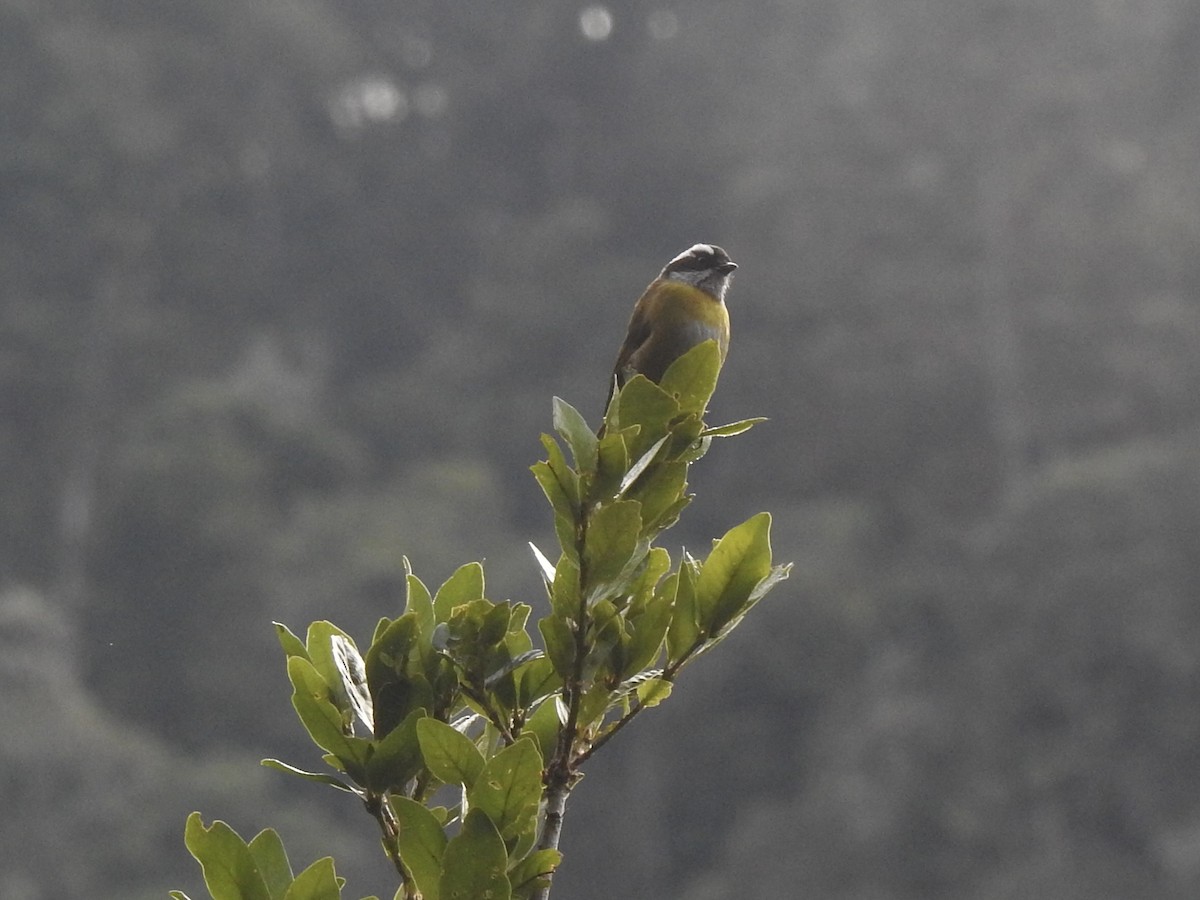 Sooty-capped Chlorospingus - ML614327119