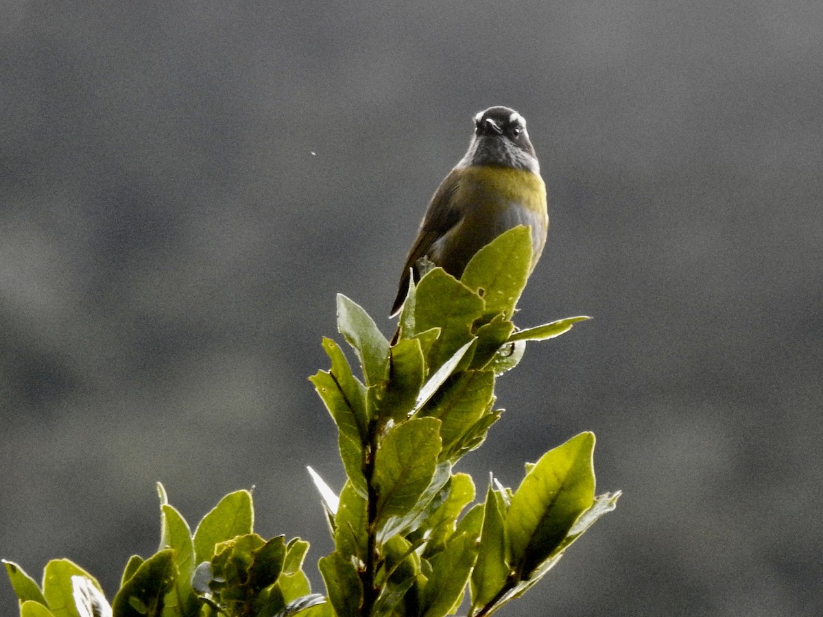 Sooty-capped Chlorospingus - ML614327120