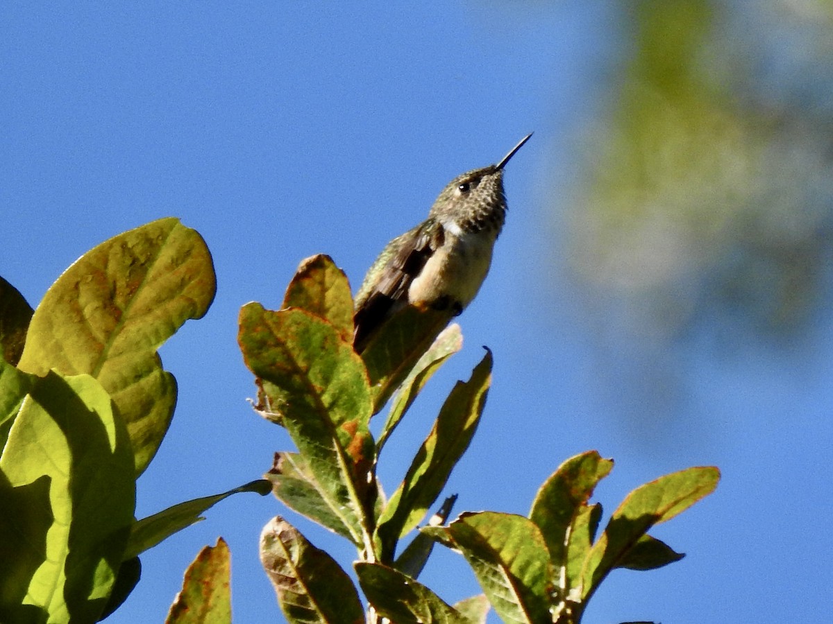 Scintillant Hummingbird - ML614327126