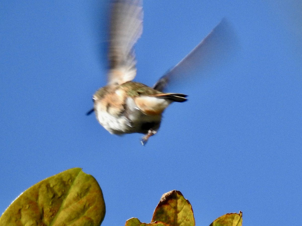 Scintillant Hummingbird - ML614327127