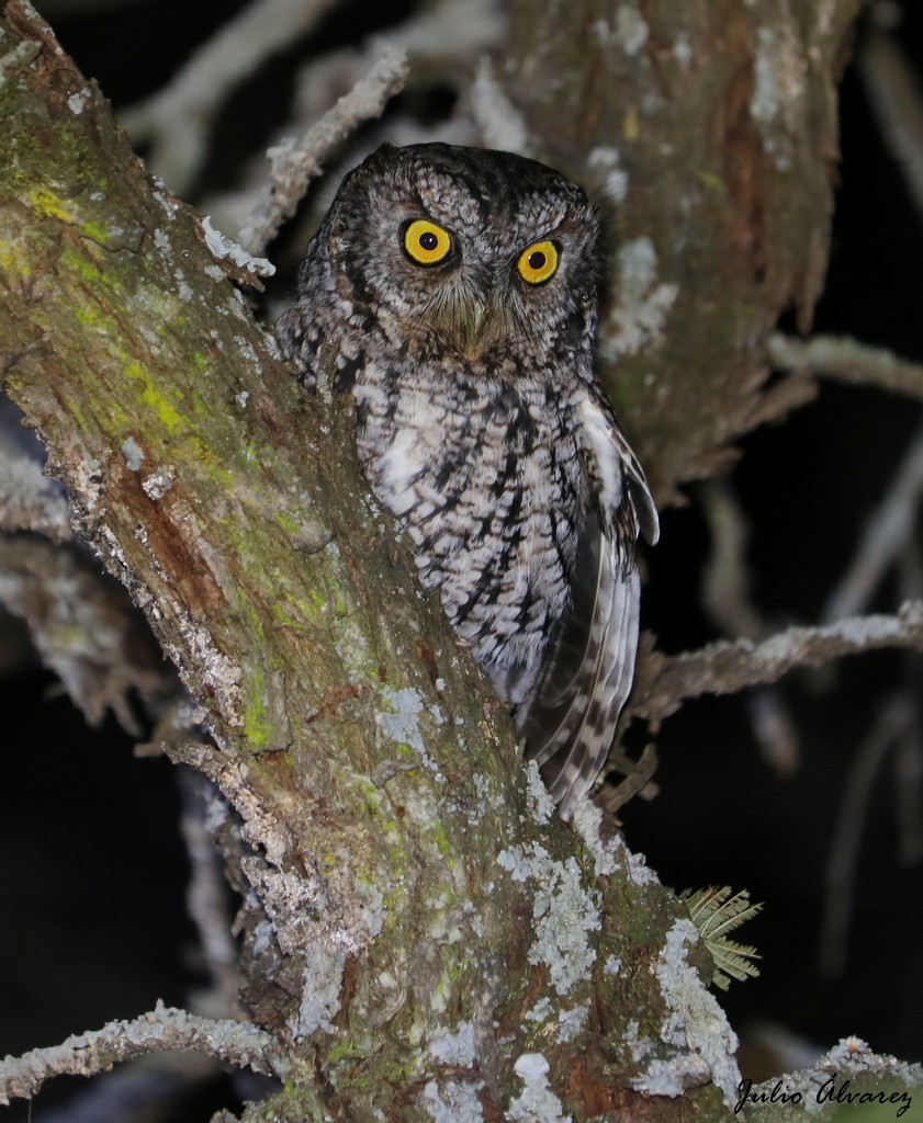 Whiskered Screech-Owl - ML614327142