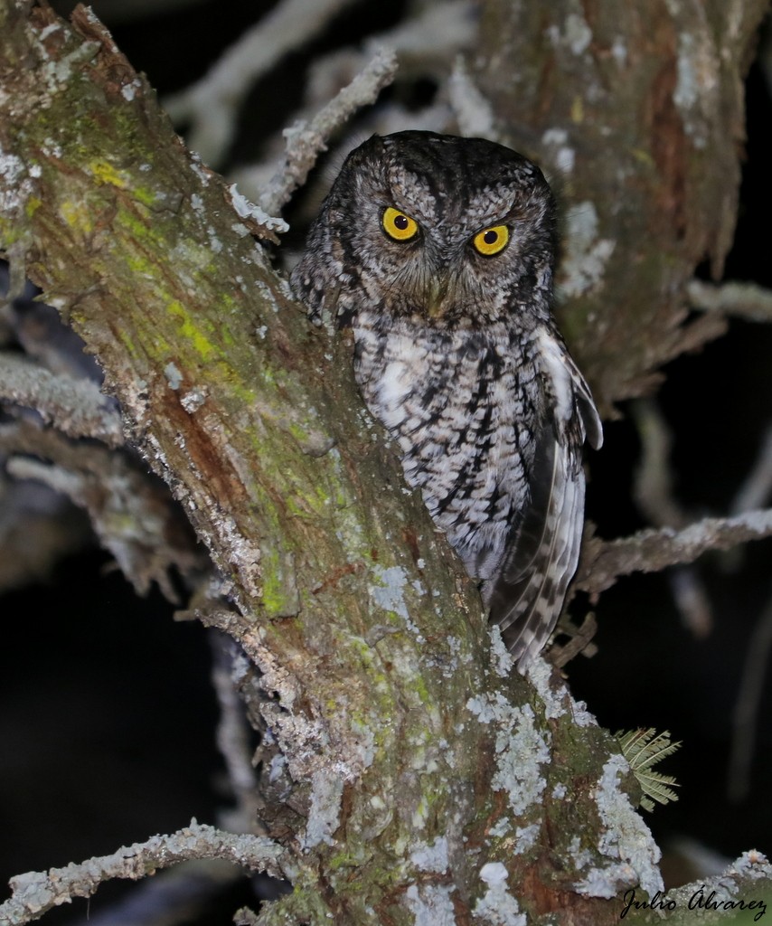 Whiskered Screech-Owl - ML614327143