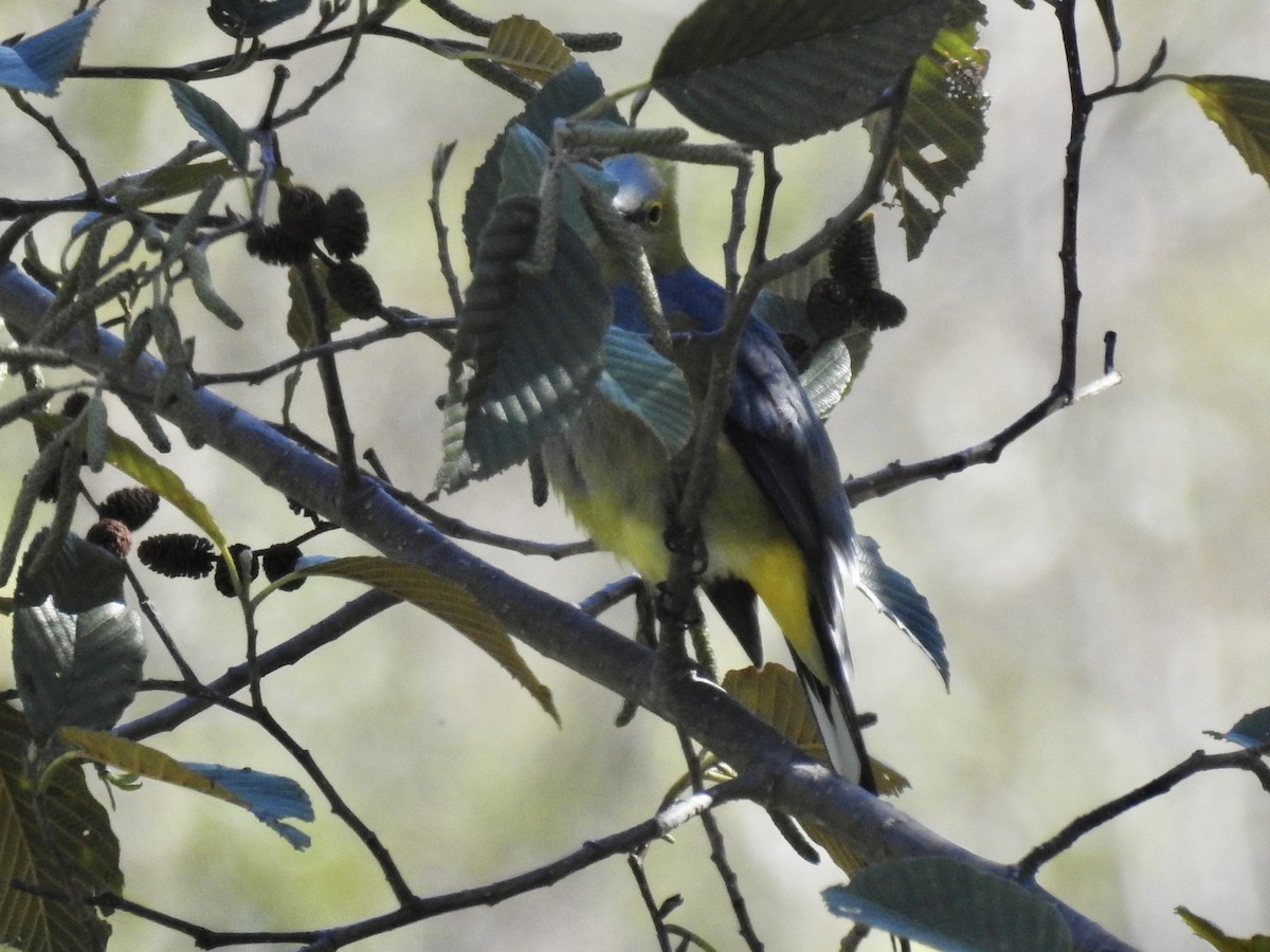 Long-tailed Silky-flycatcher - ML614327166