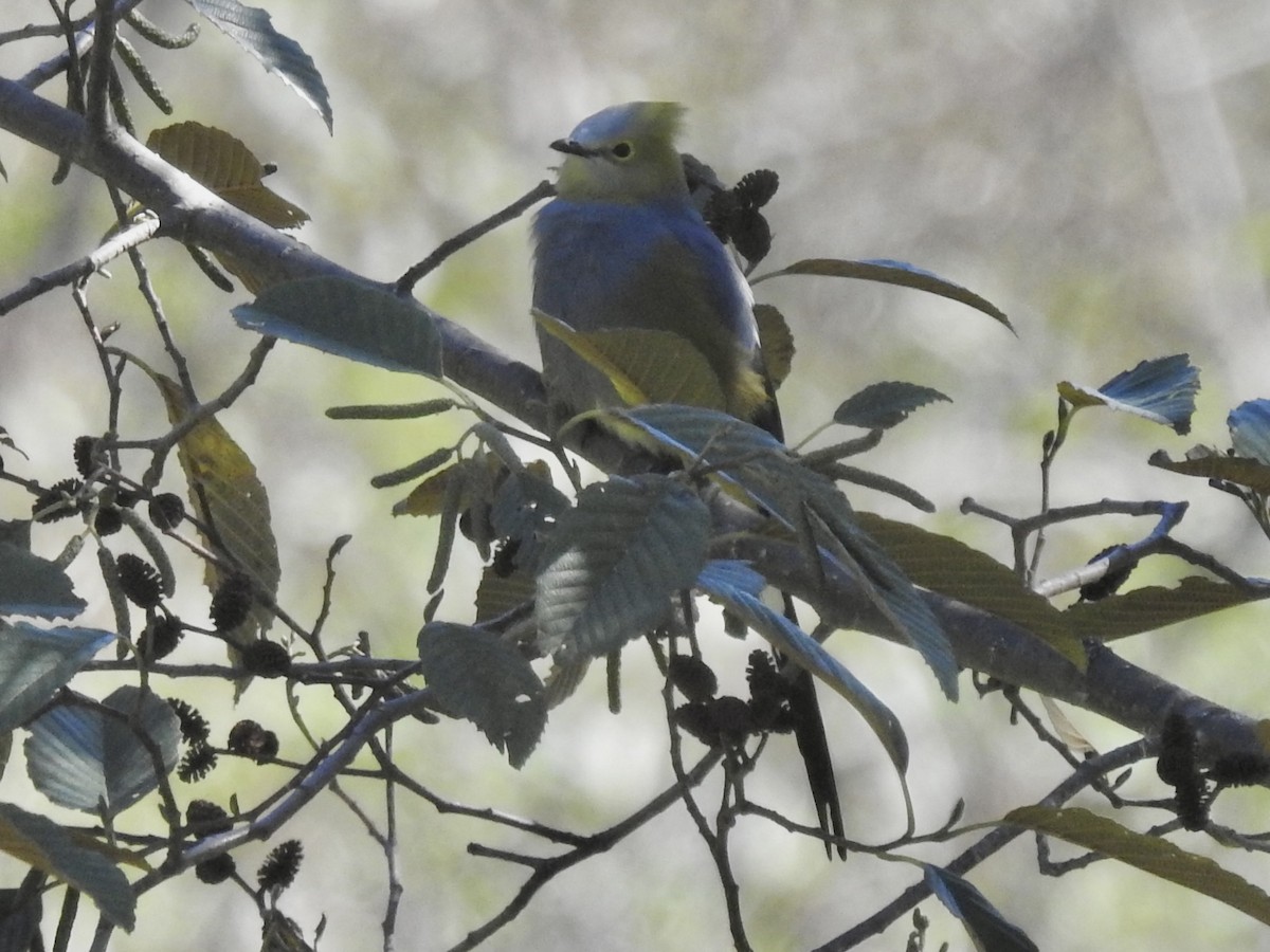 Long-tailed Silky-flycatcher - ML614327167
