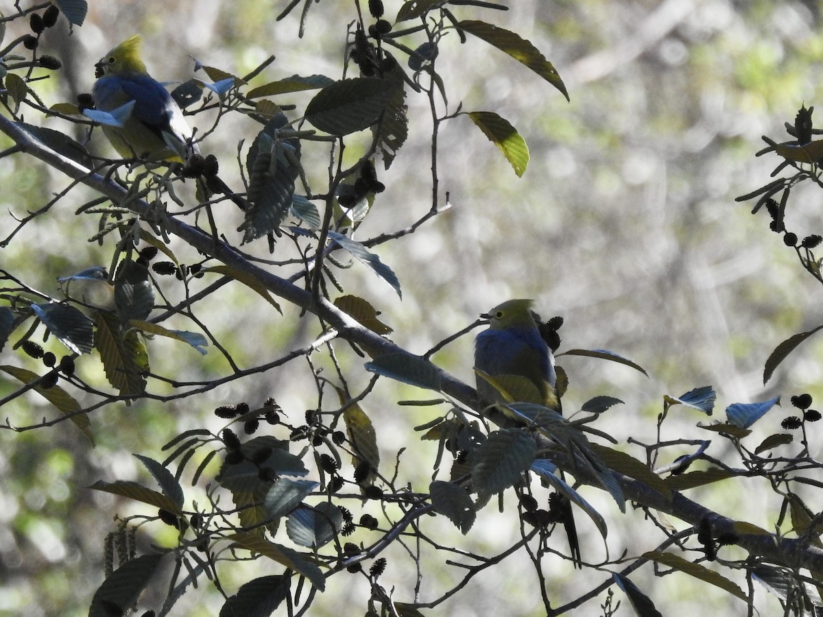 Long-tailed Silky-flycatcher - ML614327168