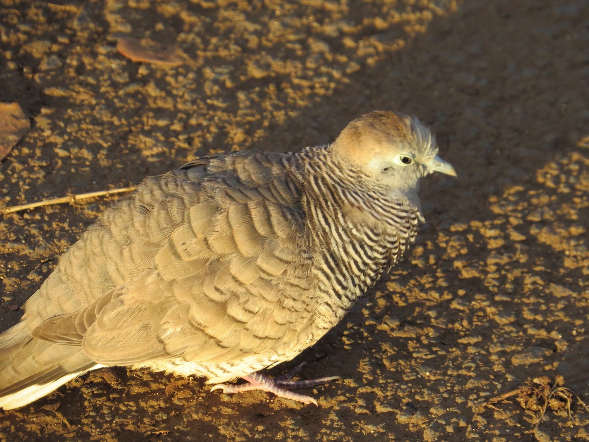 Zebra Dove - ML614327170