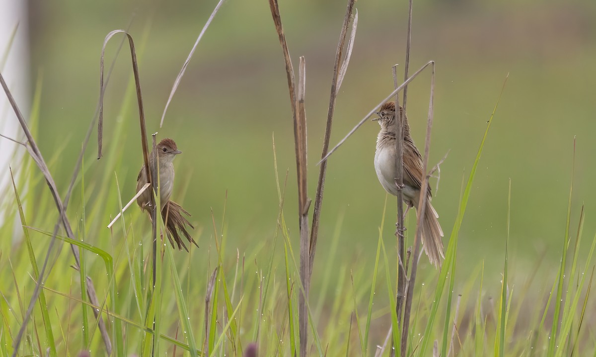 Tawny Grassbird - ML614327219