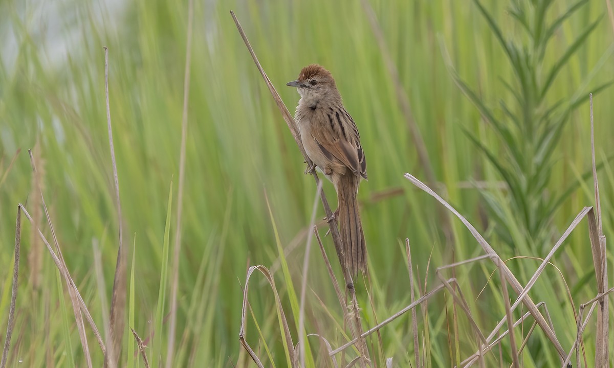 Tawny Grassbird - ML614327222