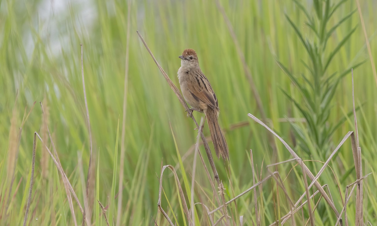 Tawny Grassbird - ML614327223