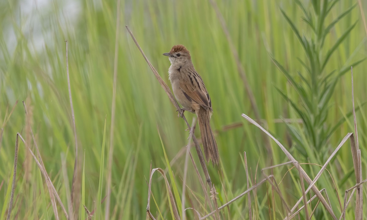 Tawny Grassbird - ML614327224