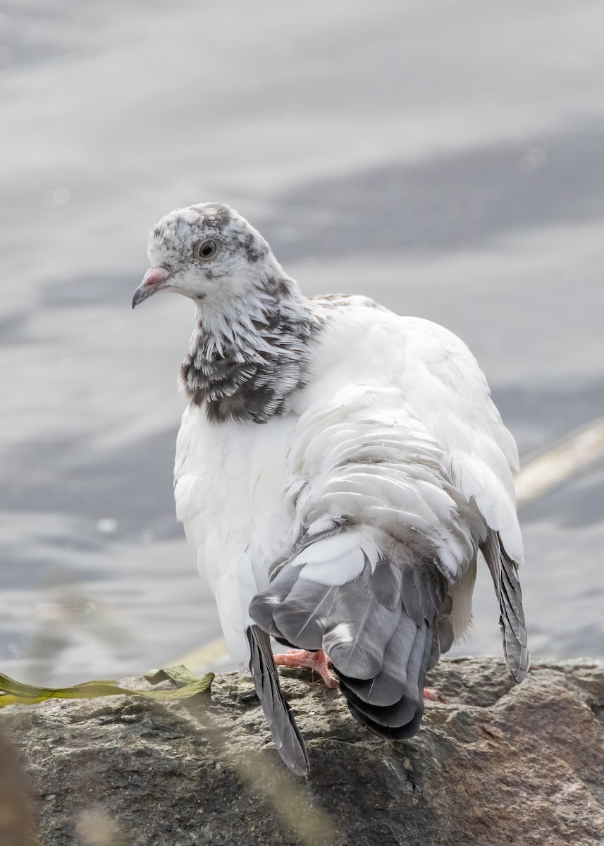 Rock Pigeon (Feral Pigeon) - ML614327235