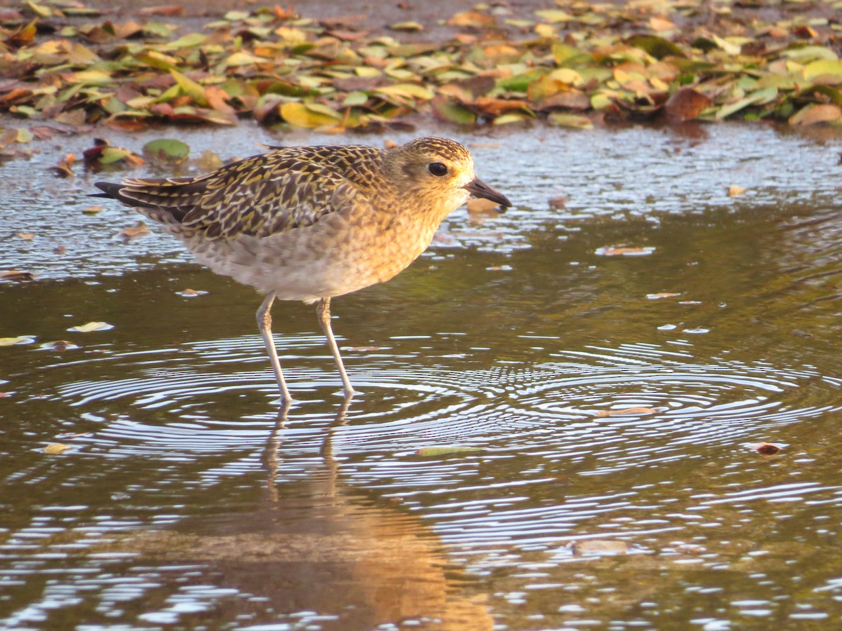 Pacific Golden-Plover - ML614327244