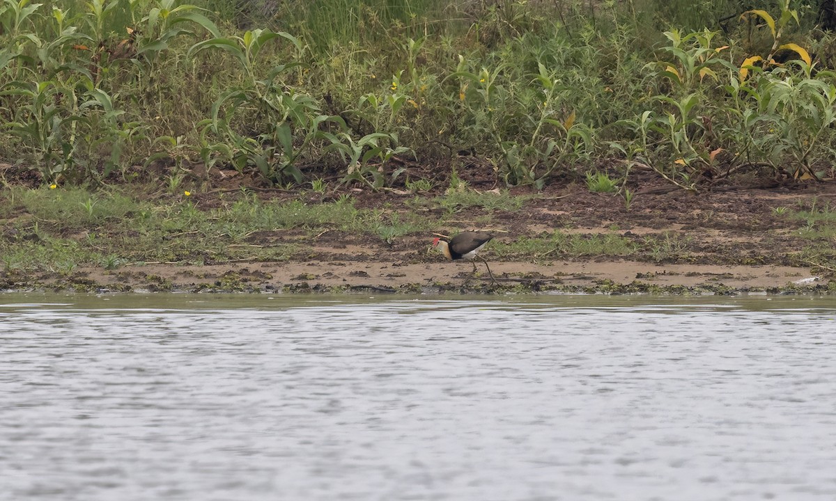 Comb-crested Jacana - Paul Fenwick