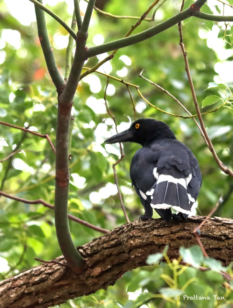 Pied Currawong - Prattana Tanyapanyachon