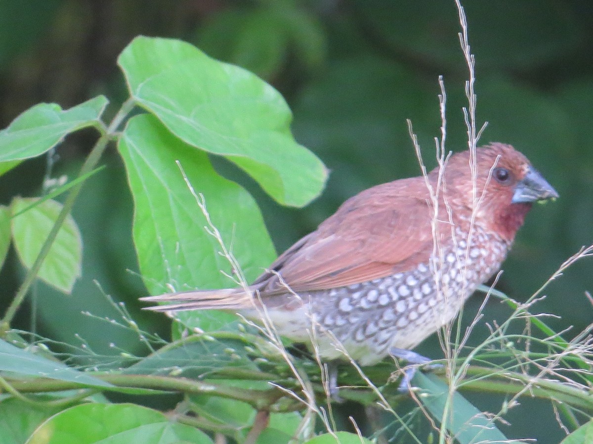 Scaly-breasted Munia - ML614327322