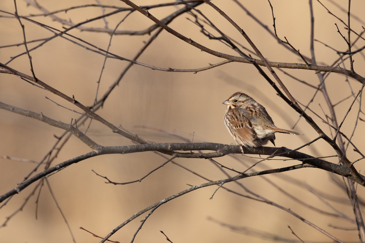 Song Sparrow - ML614327325