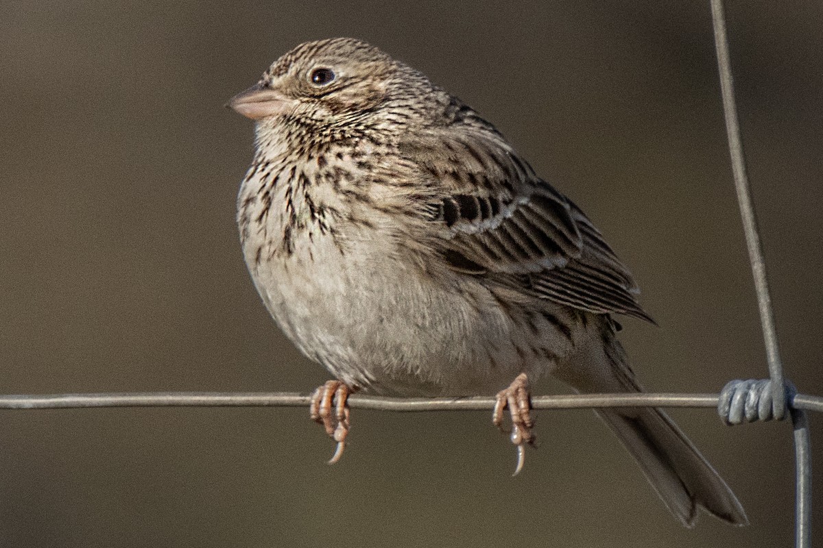 Vesper Sparrow - ML614327327