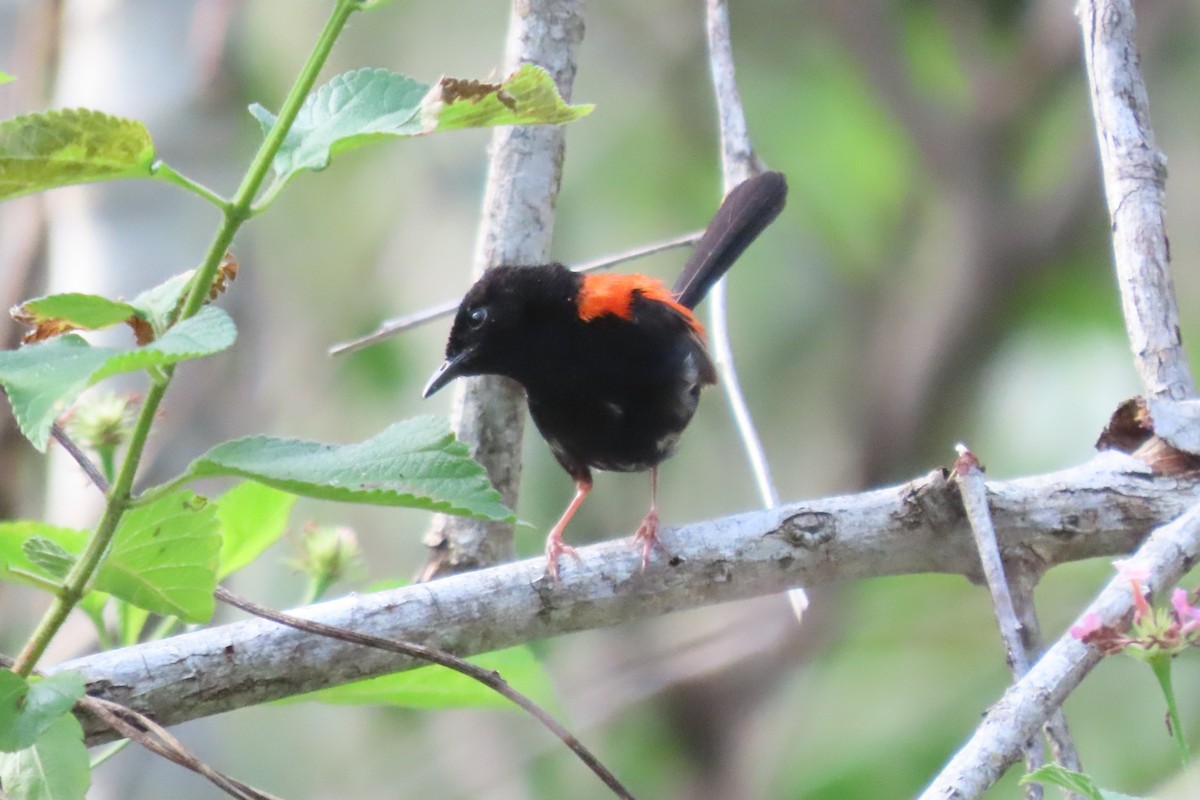 Red-backed Fairywren - ML614327372