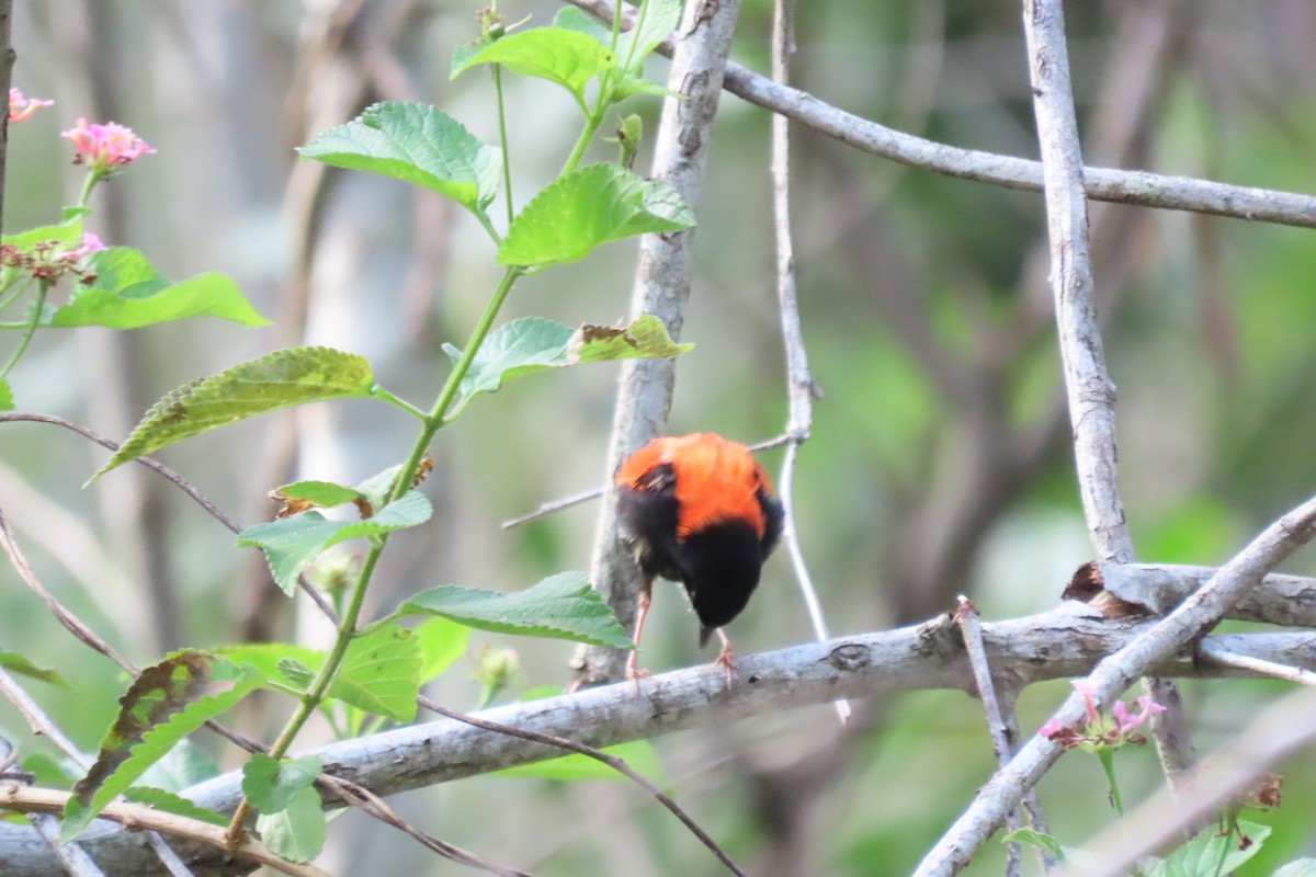 Red-backed Fairywren - ML614327376