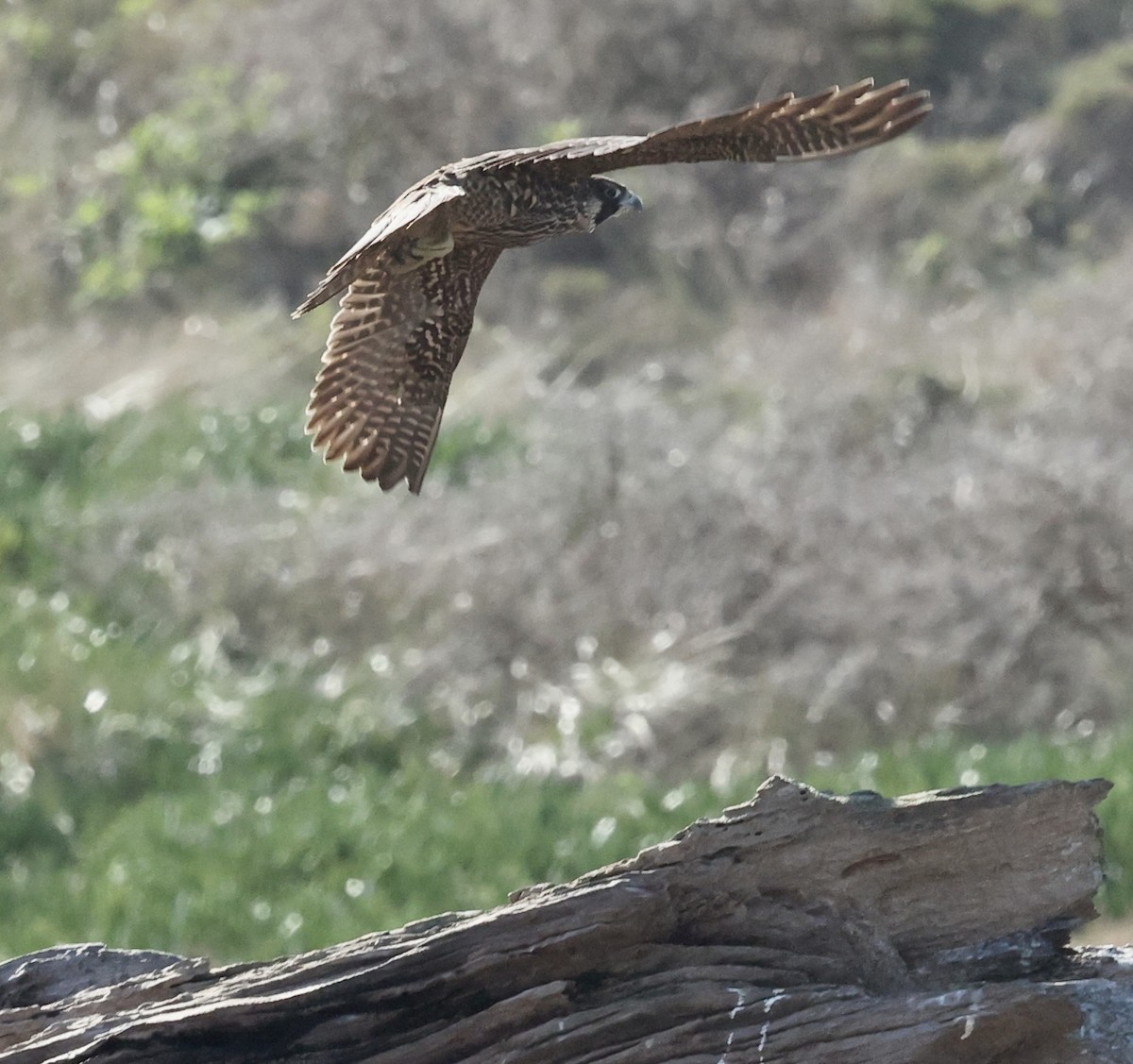 Halcón Peregrino - ML614327406