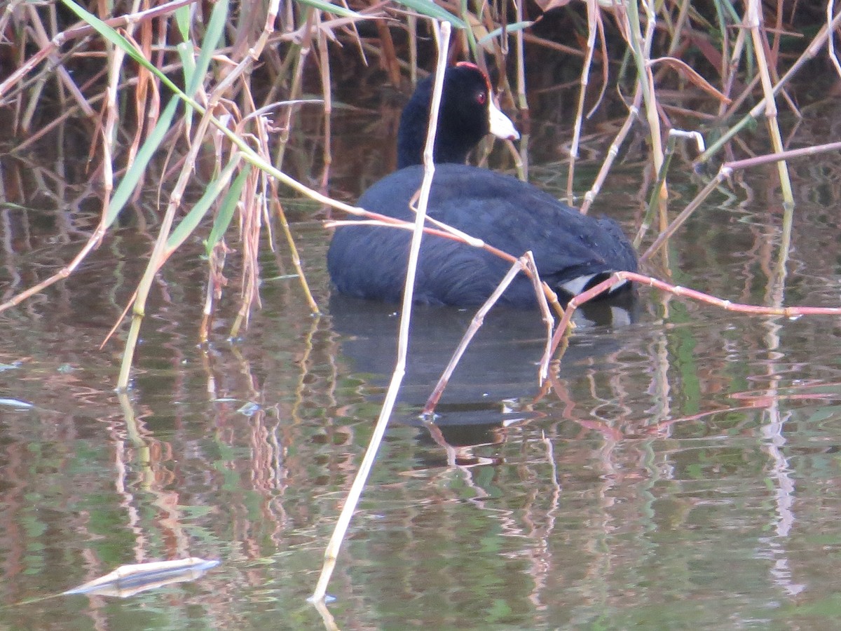 Hawaiian Coot (Red-shielded) - ML614327436