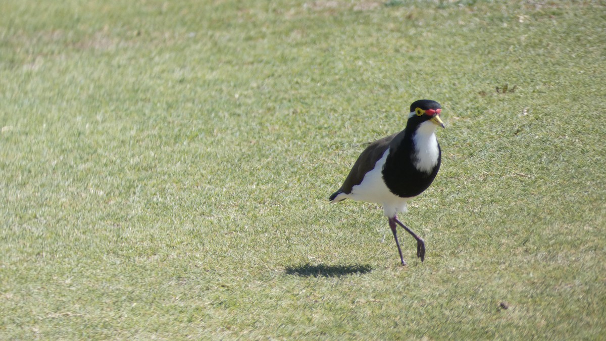 Banded Lapwing - ML614327440