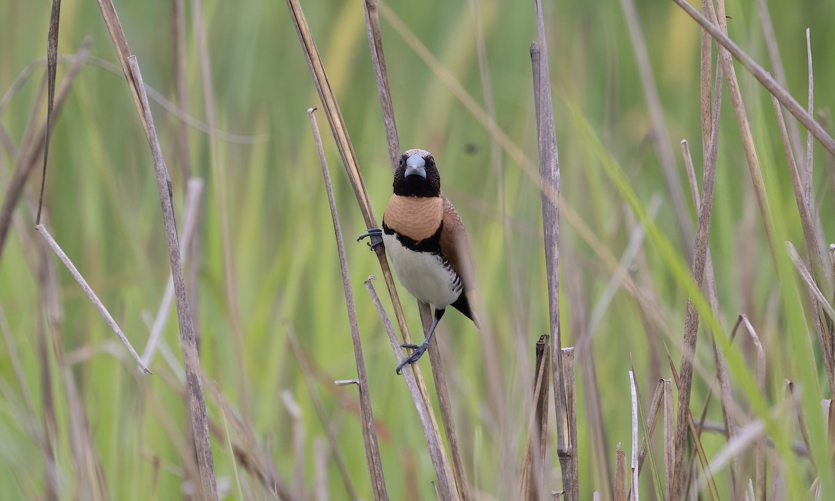 Chestnut-breasted Munia - ML614327464