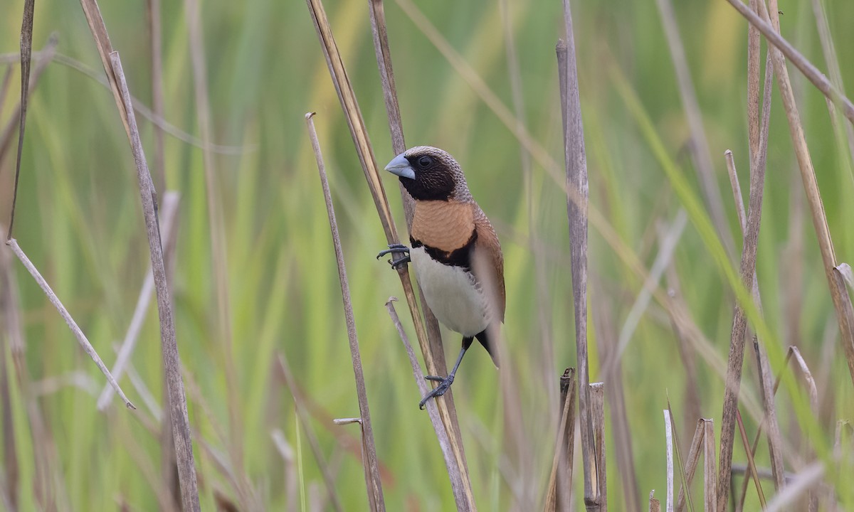 Chestnut-breasted Munia - ML614327465