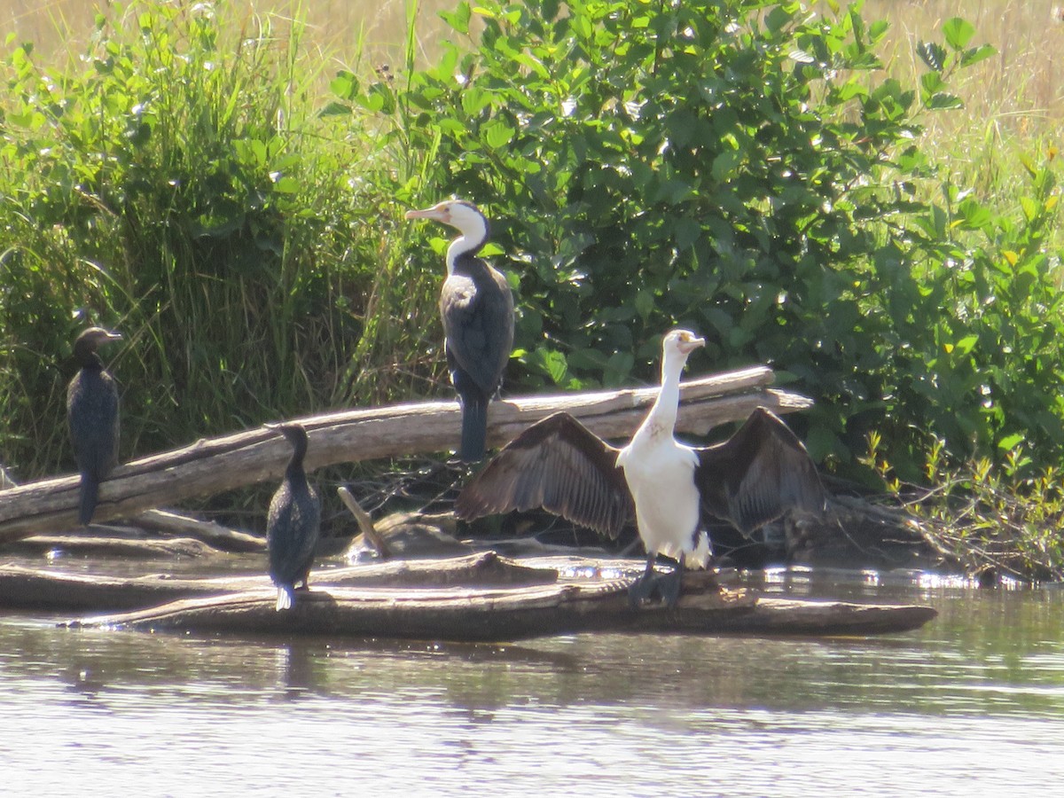 Pied Cormorant - ML614327600