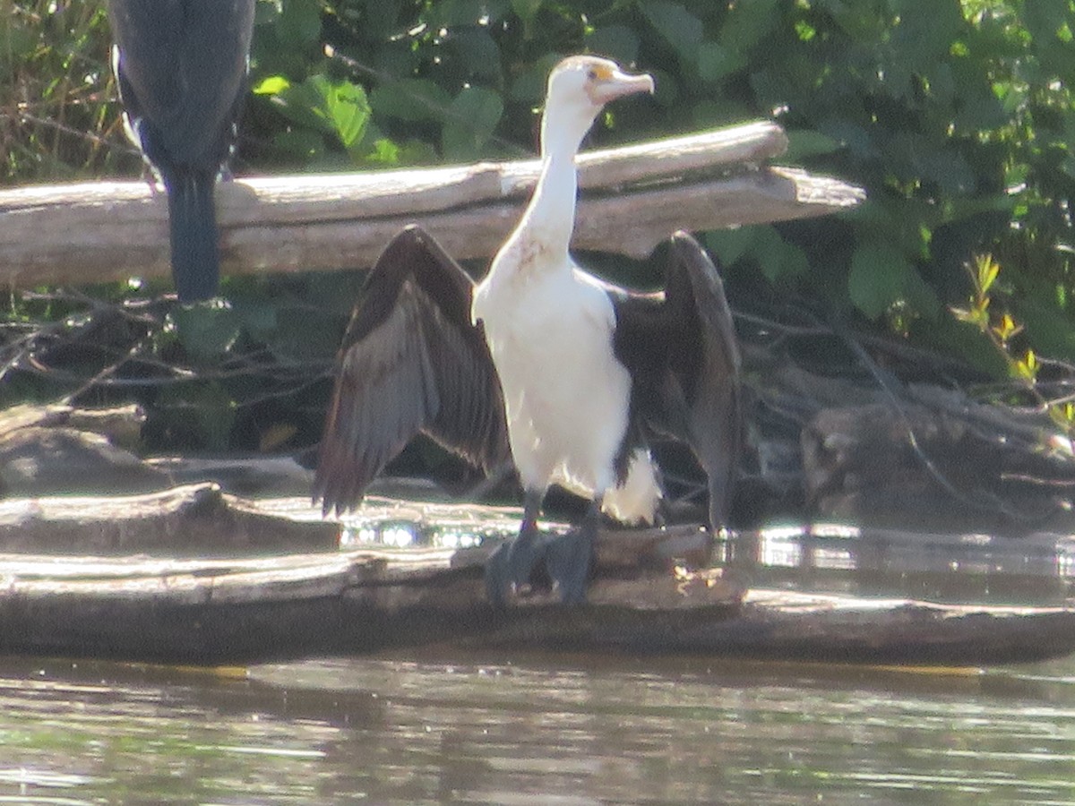 Pied Cormorant - ML614327601