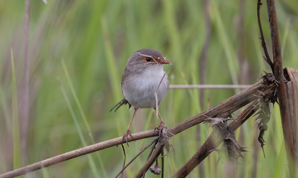 Superb Fairywren - ML614327633