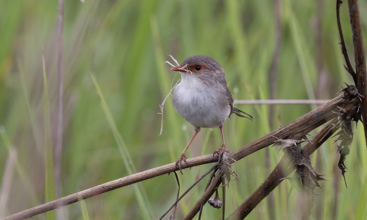 Superb Fairywren - Paul Fenwick