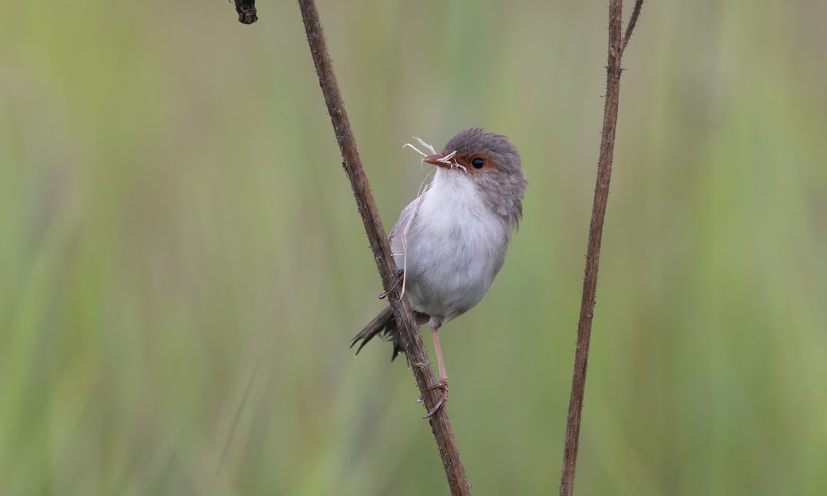 Superb Fairywren - ML614327637