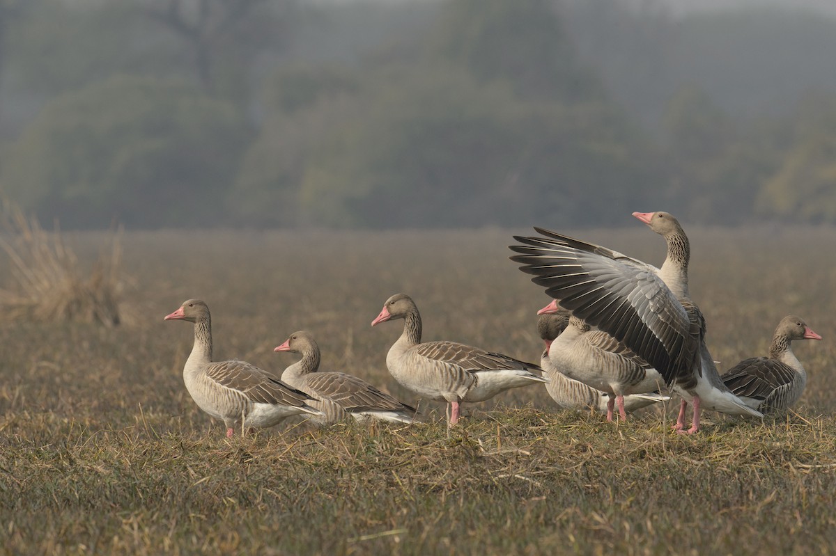 Graylag Goose - ML614327644