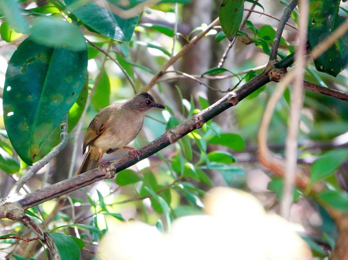 Ashy-fronted Bulbul - Liao Tzu-Chiang